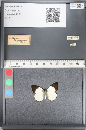 Media type: image;   Entomology 131544